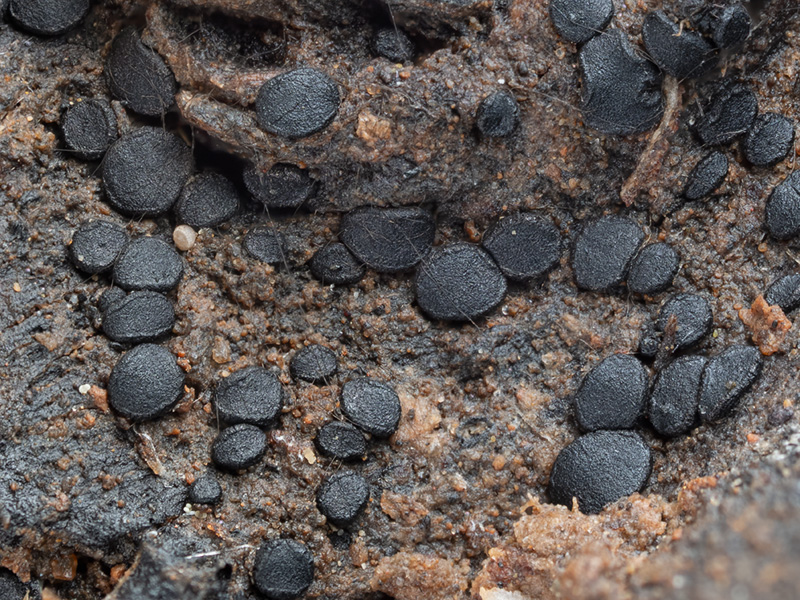 Patellaria crassispora